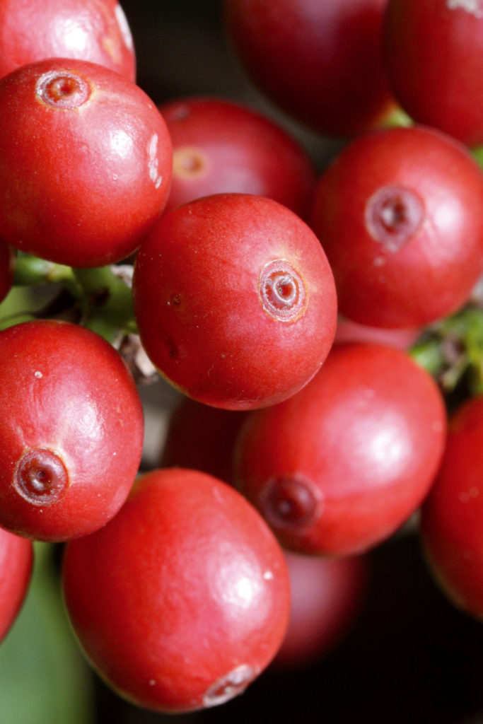 Primo piano macro di bacche di caffè rosse e mature sulla pianta.